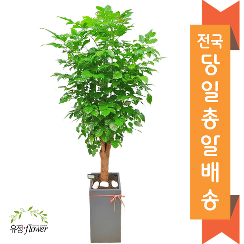 수원개업화분